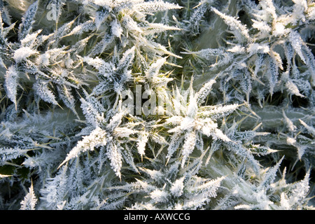 Nahaufnahme der mattierten Rosette von einem Speer Distel Cirsium vulgare Stockfoto