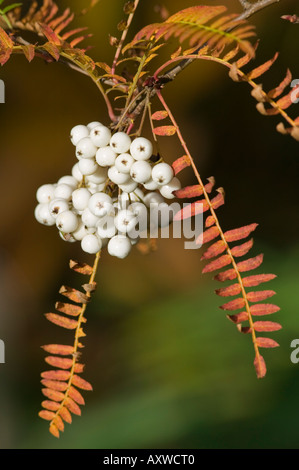 Weiße Beeren der Eberesche, Sorbus Koehneana bei Dawyck Botanic Garden, Stobo, Scottish Borders, Schottland Stockfoto