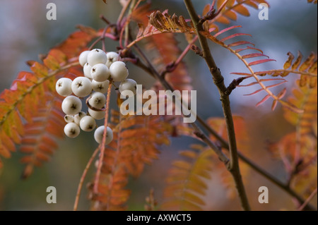 Weiße Beeren von der Rowan Baum Sorbus Koehneana Dawyck Botanic Garden, Stobo, Scottish Borders, Schottland Stockfoto