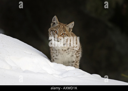 Junger Luchs Juvenil Luchs Stockfoto