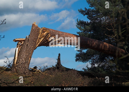 Geblasen von starken Winden mit seinem Stamm Baum geschnappt Stockfoto