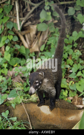 Weiße Nase Nasenbär (Nasua Narica), im Lebensraum, Costa Rica Stockfoto