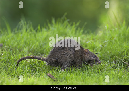 braune Ratte, Commo braune Ratte, Norwegen Ratte, gemeinsame Ratte (Rattus Norvegicus), auf der Wiese Stockfoto
