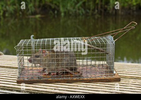 braune Ratte, Commo braune Ratte, Norwegen Ratte, gemeinsame Ratte (Rattus Norvegicus), gefangen im Falle Stockfoto