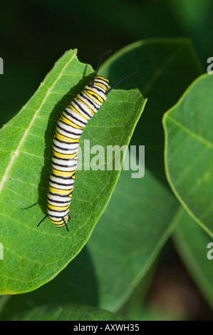 Monarch-Schmetterling Raupe Essen Wolfsmilch Blatt Stockfoto