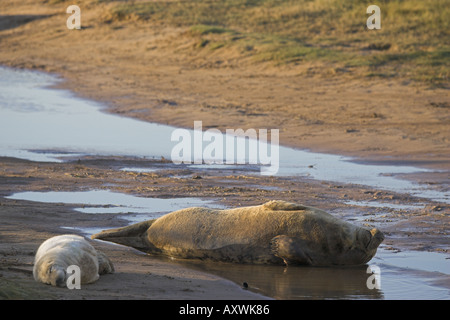 Graue Dichtungen Halichoerus Grypus auch bekannt als das Atlantic Dichtung UK British Wildlife Säugetier Stockfoto