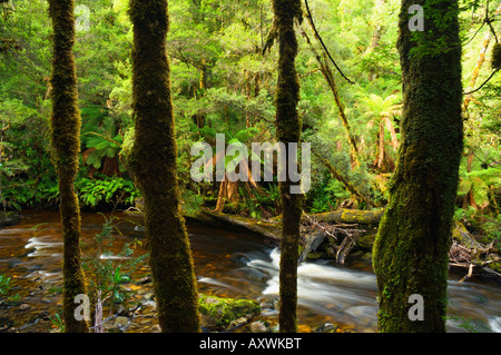 Regenwald und Überraschung River, Franklin-Gordon Wild Rivers National Park, Tasmanien, Australien, Pazifik Stockfoto