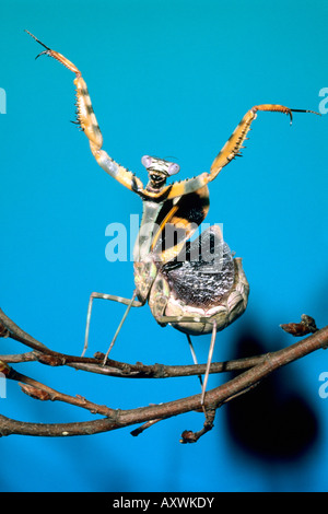Budwing Mantis (Parasphendale Agrionina), erwachsenes Weibchen, Bedrohung Anzeige Stockfoto