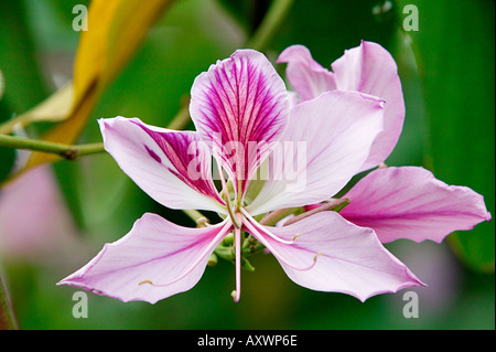 Schmetterling Baum Bauhinia monandra Stockfoto