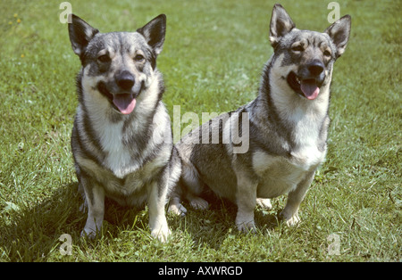 2 schwedische Wallhund Hunde sitzen Stockfoto