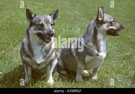 2 schwedische Wallhund Hunde sitzen Stockfoto