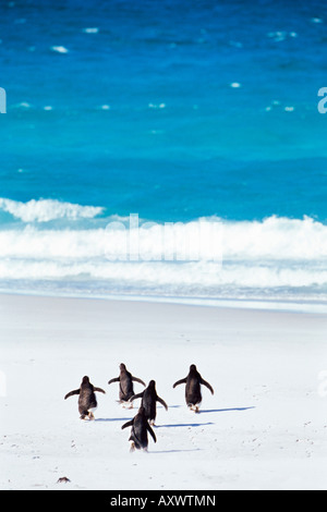 Königspinguine (Aptenodytes Patagonicus) laufen ins Meer, Volunteer Point, East Falkland, Falkland-Inseln, Süd-Atlantik Stockfoto