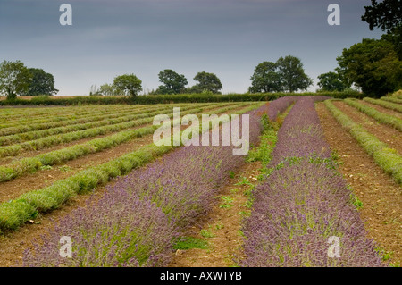 Lavender Farm bei Ernte Zeit, Faulkland, Somerset, England, UK Stockfoto
