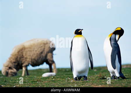 Königspinguine (Aptenodytes Patagonicus) teilen ihr Territorium mit einem Schaf Volunteer Point, East Falkland, Falkland-Inseln Stockfoto