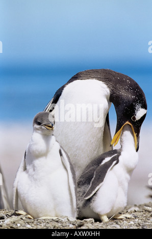 Ein Erwachsener Gentoo Penguin (Pygoscelis Papua Papua) Fütterung eine Küken, Sea Lion Island, Falkland-Inseln, Süd-Atlantik Stockfoto