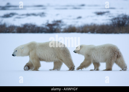 Eisbär mit einer jungen, Ursus Maritimus, Churchill, Manitoba, Kanada, Nordamerika Stockfoto