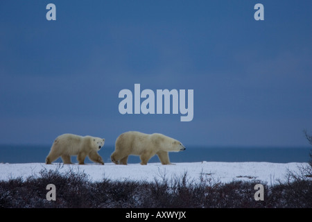 Eisbär mit einer jungen, Ursus Maritimus, Churchill, Manitoba, Kanada, Nordamerika Stockfoto