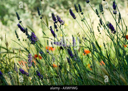 Lavendel (Lavandula) in eine Wildblumenwiese Stockfoto