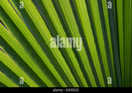Ventilator-Palme Blätter Nahaufnahme Stockfoto