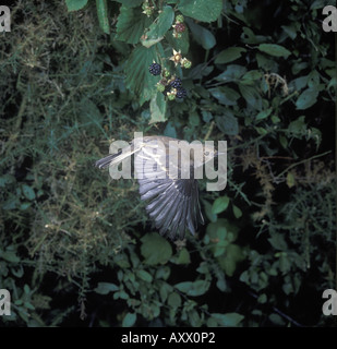 Pied Flycatcher Ficedula Hypoleuca hautnah im Flug Stockfoto