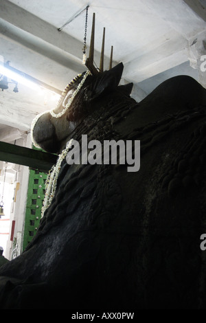 Nandi der Stier eine monolithische Statue befindet sich in der Bull-Tempel in Basanavagudi in Bangalore, Indien. Stockfoto