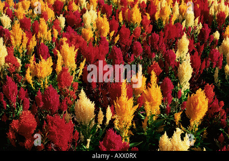 Nahaufnahme von bunten Blumen von Celosia Argentea, Victoria, Vancouver Island, British Columbia (BC), Kanada, Nordamerika Stockfoto