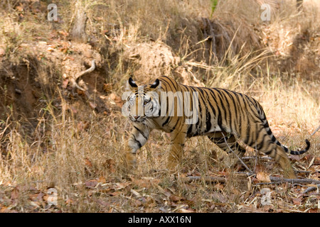 Bengal Tiger, Panthera Tigris Tigris, Bandhavgarh National Park, Madhya Pradesh, Indien, Asien Stockfoto