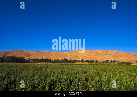 Mohnfeld zwischen Daulitiar und Chakhcharan, Afghanistan, Asien Stockfoto