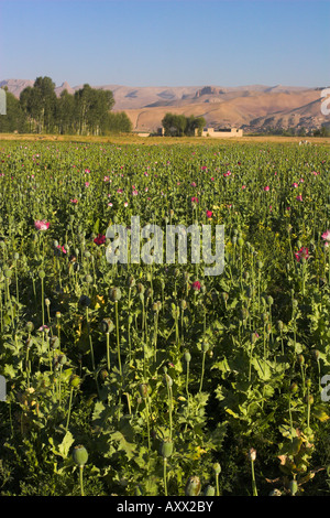 Mohnfeld zwischen Daulitiar und Chakhcharan, Afghanistan, Asien Stockfoto