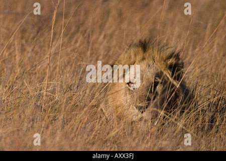 Lion, Panthera Leo, Moremi Wildlife Reserve, Botswana, Afrika Stockfoto