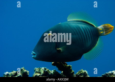 schwarzer Drückerfisch (Melichthys Niger) genannt Humuhumu'ele'Ele schwimmen in Maui Stockfoto