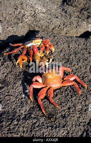 zwei Sally lightfoot Krabben ernähren sich von Toten Krabben Stockfoto