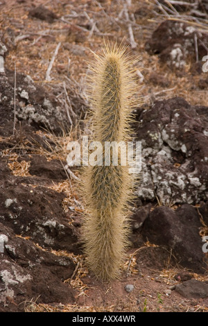 Junge Riesen Feigenkaktus wächst auf Santa Fe Insel Galapagos Stockfoto