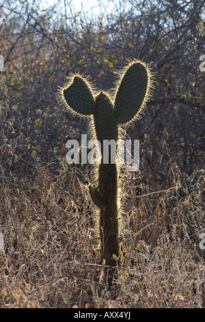 Giant Prickly Pear Cactus junge Pflanze wächst auf der Insel Santa Cruz galapagos Stockfoto