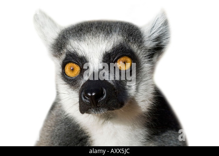 Nahaufnahme von Ring-Tailed Lemur Stockfoto