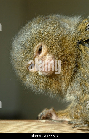 Zwergseidenäffchen Stockfoto