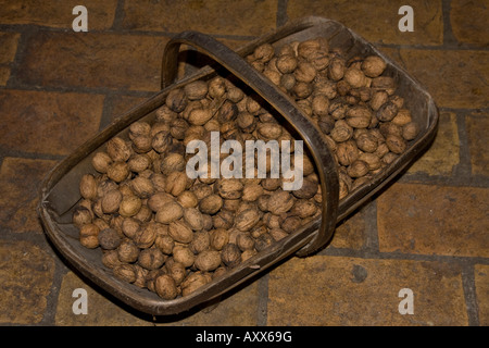 Herbsternte Walnüsse Stockfoto