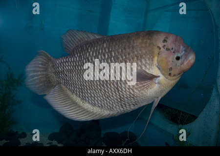 Ein riesiger Gourami ein Aquarienfische Stockfoto