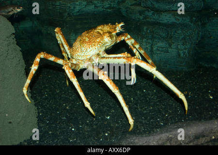 Japanische Riesenkrabbe für spider Stockfoto