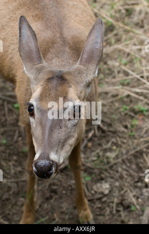 White tailed Deer weibliche Stockfoto