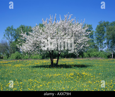 Landschaft des Blickfelds mit blühenden Apfelbaum Stockfoto
