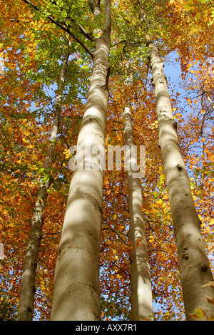 Gruppe von hohen Buche Bäume Fagus Sylvatica im Herbst in Bayern Stockfoto