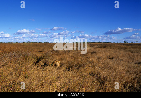 Löwe (Panthera Leo), Savuti, Chobe Nationalpark, Botswana Stockfoto