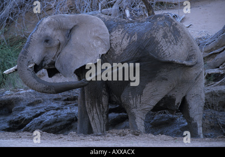 Wüste-Wohnung Elefant, (Loxodonta Africana), Dry River, Hoanib, Kaokoland, Namibia Stockfoto