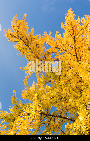 Ginko Biloba gelbe Blätter im Herbst gegen den blauen Himmel Stockfoto