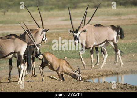 Eine Herde von Gemsbock stehen an einer Wasserstelle in der Kalahari, während eine juvenile Getränke Stockfoto