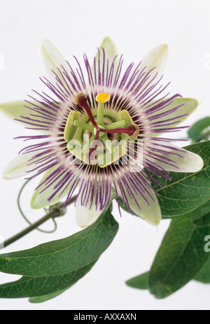 Blume, Leidenschaft, Passionsblume, Passiflora Caerulea, Passiflora, Caerulea Stockfoto