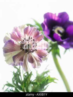 Anemone, Anemone Coronaria, lila, Anemone coronaria Stockfoto