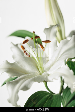 Lilie, Blume Lilium "Casa Blanca", weiß vor einem weißen Hintergrund. Stockfoto