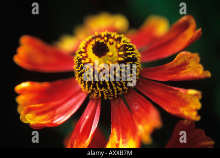 Helen Blume, Sneezeweed, Helen, Blume, rot, Helenium, Moerheim, Helenium 'Moerheim Beauty', Schönheit Stockfoto